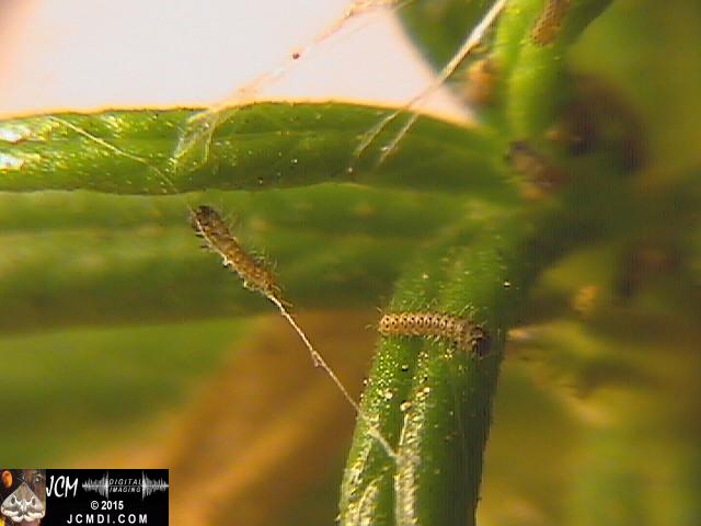 Chalcedon Checkerspot (Euphydryas chalcedona) newly-hatched larvae
